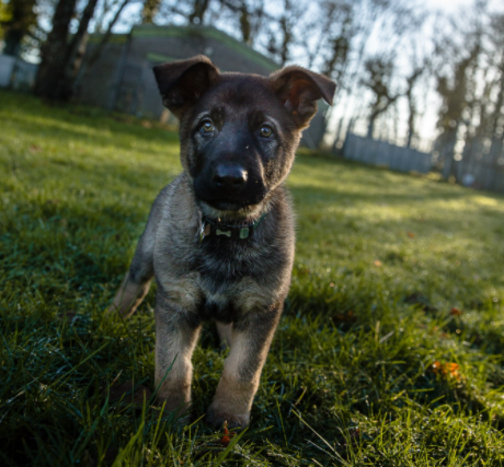 More boots, hooves and paws on the ground in Lancashire