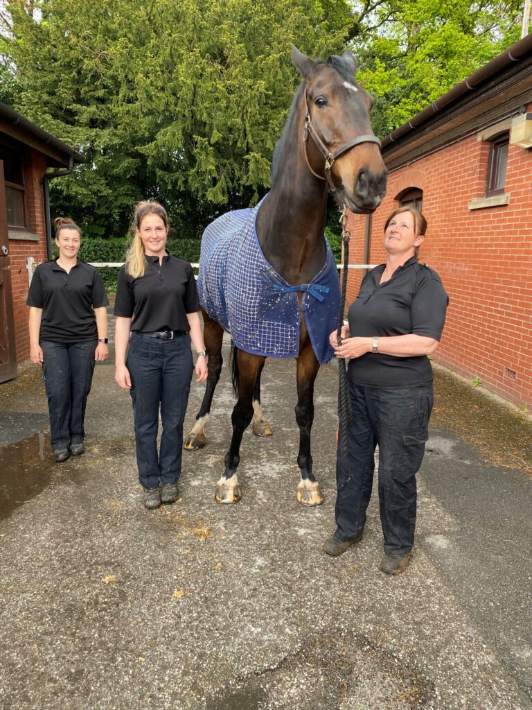 Police Horse Banks